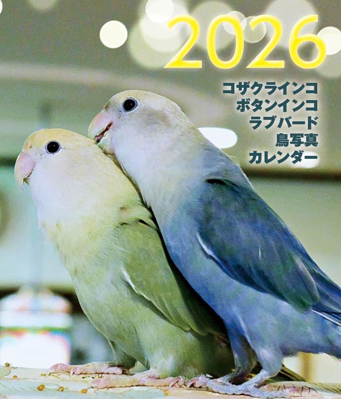 Amazon.co.jp: コザクラインコ・ボタンインコ・ラブバード鳥写真